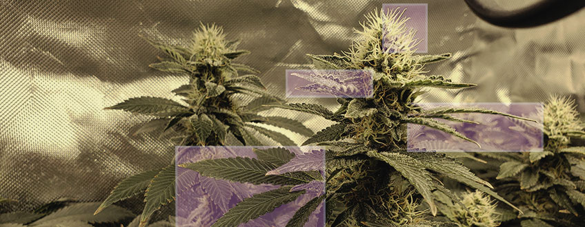 Qu’est-ce Qui Fait Que Le Cannabis Devient Violet ?
