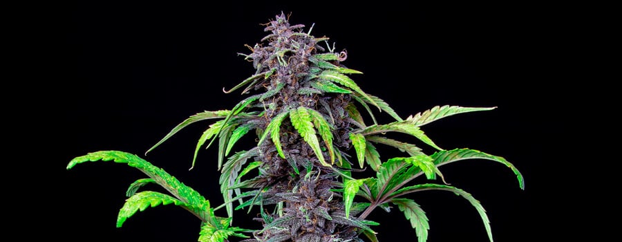 Purple cannabis