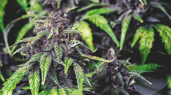 Exemple rapide : les variétés violettes Exemple rapide : les variétés violettes