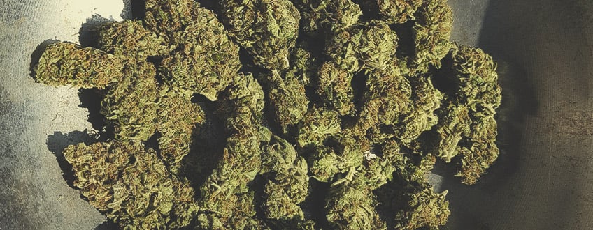 Gros plan des têtes de cannabis Purple Queen, montrant leurs détails et teintes violettes intenses, avec des pistils orange et une couche de résine cristalline.