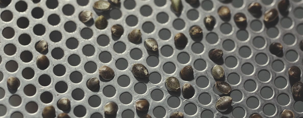 Processus de contrôle qualité de Royal Queen Seeds : étape par étape Processus de contrôle qualité de Royal Queen Seeds : étape par étape