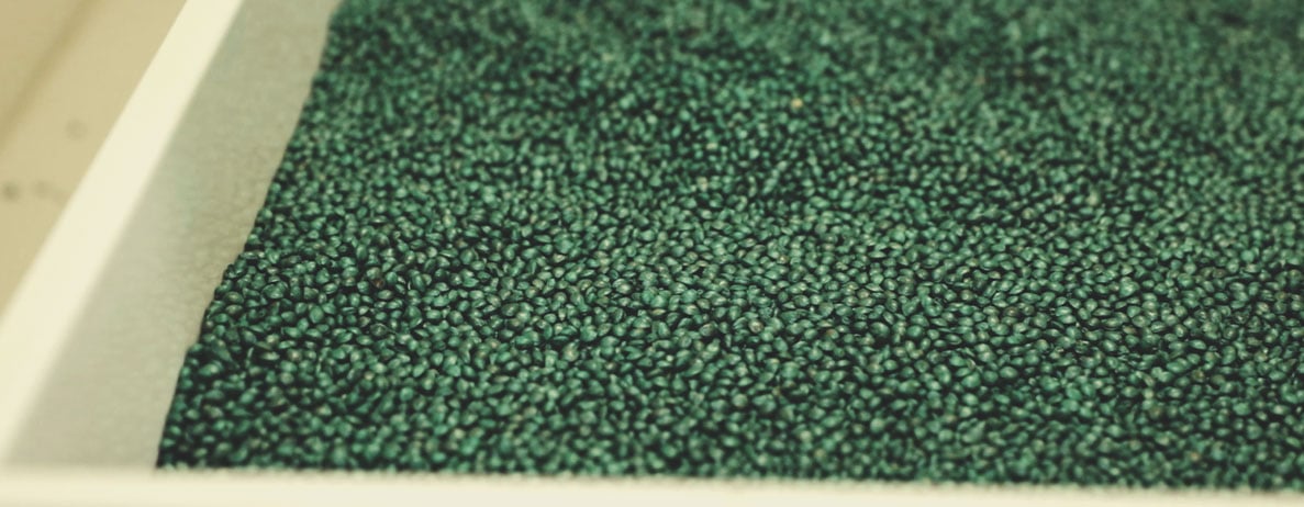 Processus de contrôle qualité de Royal Queen Seeds : étape par étape Processus de contrôle qualité de Royal Queen Seeds : étape par étape