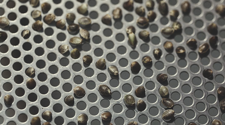 Processus de contrôle qualité de Royal Queen Seeds : étape par étape Processus de contrôle qualité de Royal Queen Seeds : étape par étape