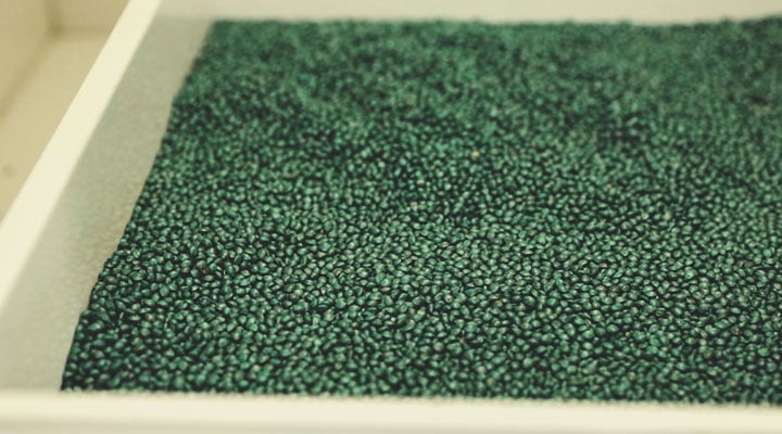 Processus de contrôle qualité de Royal Queen Seeds : étape par étape Processus de contrôle qualité de Royal Queen Seeds : étape par étape