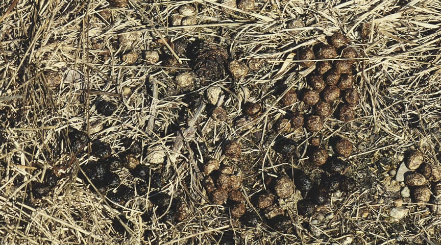 Fumier de lapin Fumier de lapin