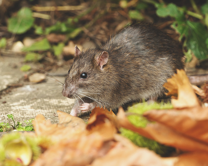 Comment protéger les plants d'herbe contre les souris et les rats - RQS Blog