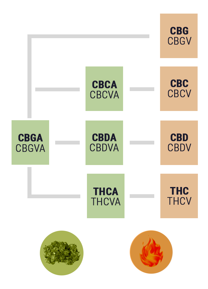 Pourquoi Vous Devriez Ajouter Du Cannabis Cru À Votre Régime Alimentaire