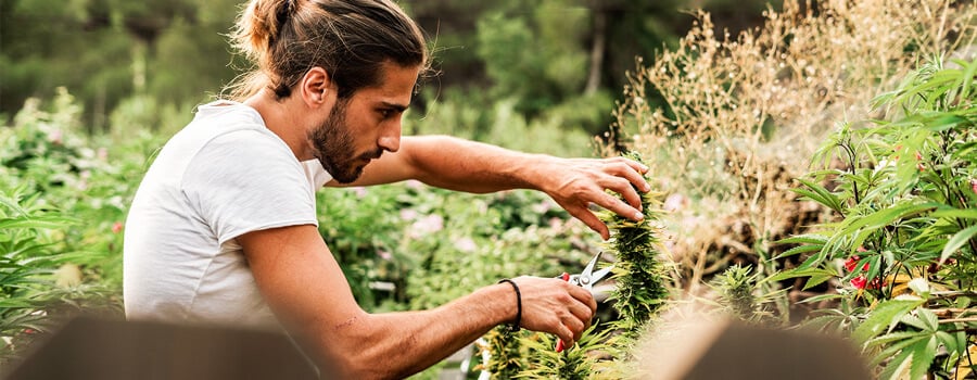 recreational cannabis in spain