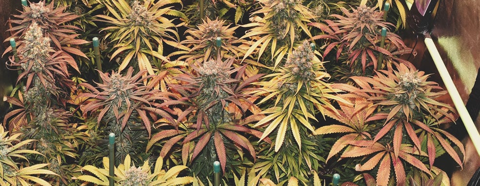 Quelles sont les couleurs que le cannabis est capable d’exhiber ?