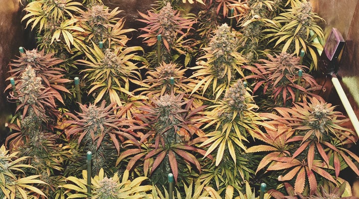 Quelles sont les couleurs que le cannabis est capable d’exhiber ? Quelles sont les couleurs que le cannabis est capable d’exhiber ?