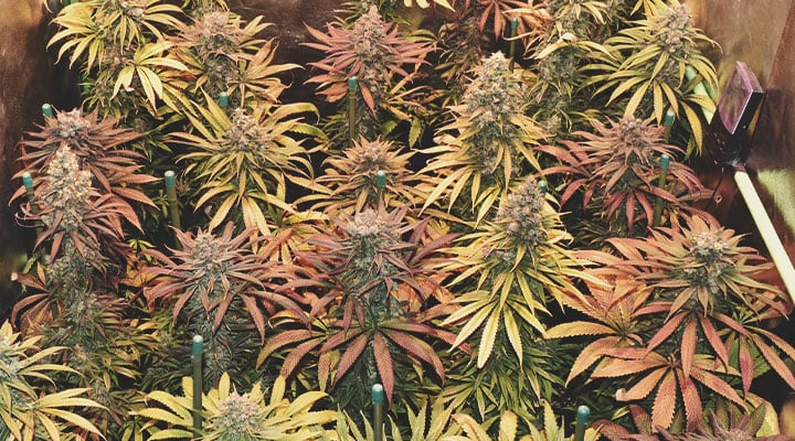 Quelles sont les couleurs que le cannabis est capable d’exhiber ?