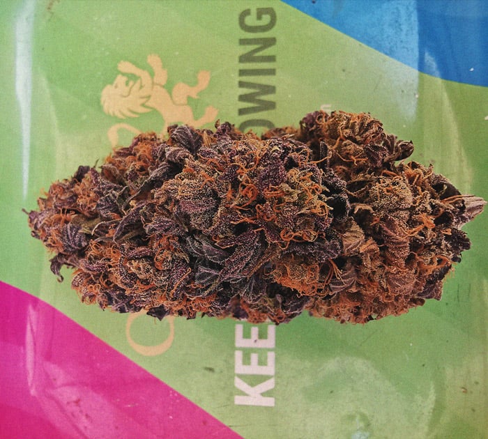 Gros plan d'un bouton de cannabis séché avec des teintes violettes et orange, montrant les détails de la texture et des trichomes.
