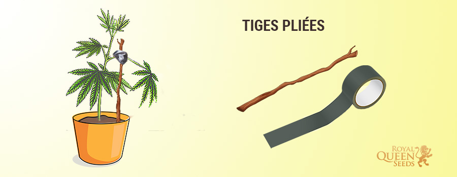 Réparer les tiges cassées et les tiges détachées Réparer les tiges cassées et les tiges détachées