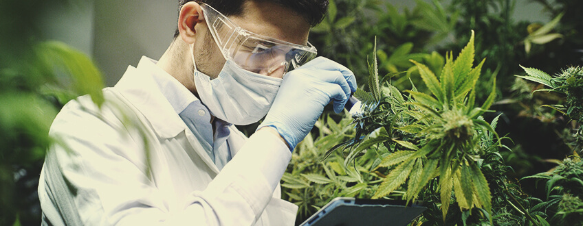 Le cannabis médical de nos jours : comment est-il en train de changer ?