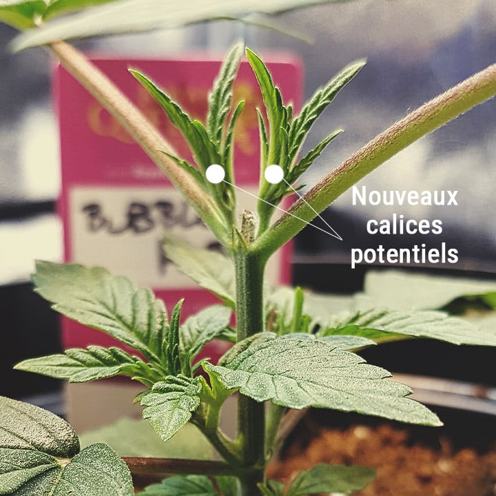 Illustration montrant la coupe de la tête principale d'une plante de cannabis pour stimuler la croissance de nouvelles branches et améliorer le rendement global de la plante.