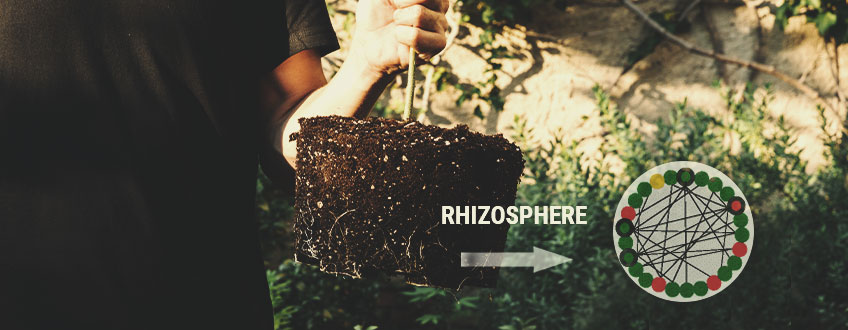 IMPORTANCE DE LA RHIZOSPHÈRE IMPORTANCE DE LA RHIZOSPHÈRE