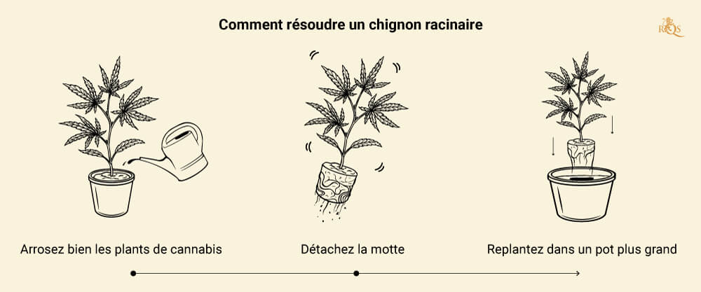 Comment planter et repiquer du Cannabis - Saison, astuces et autres infos