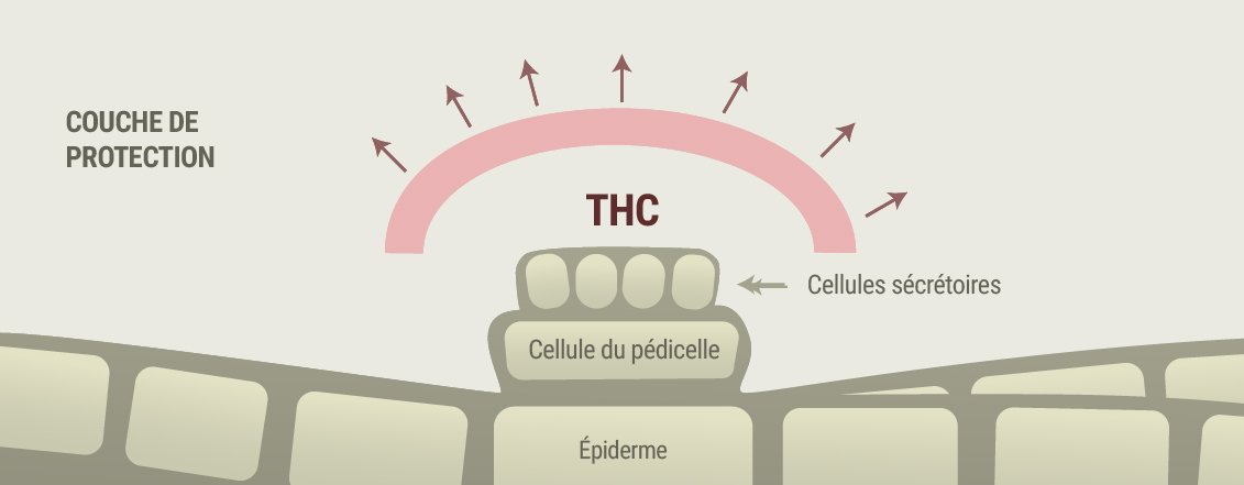 Cannabis et symptômes de la rosacée