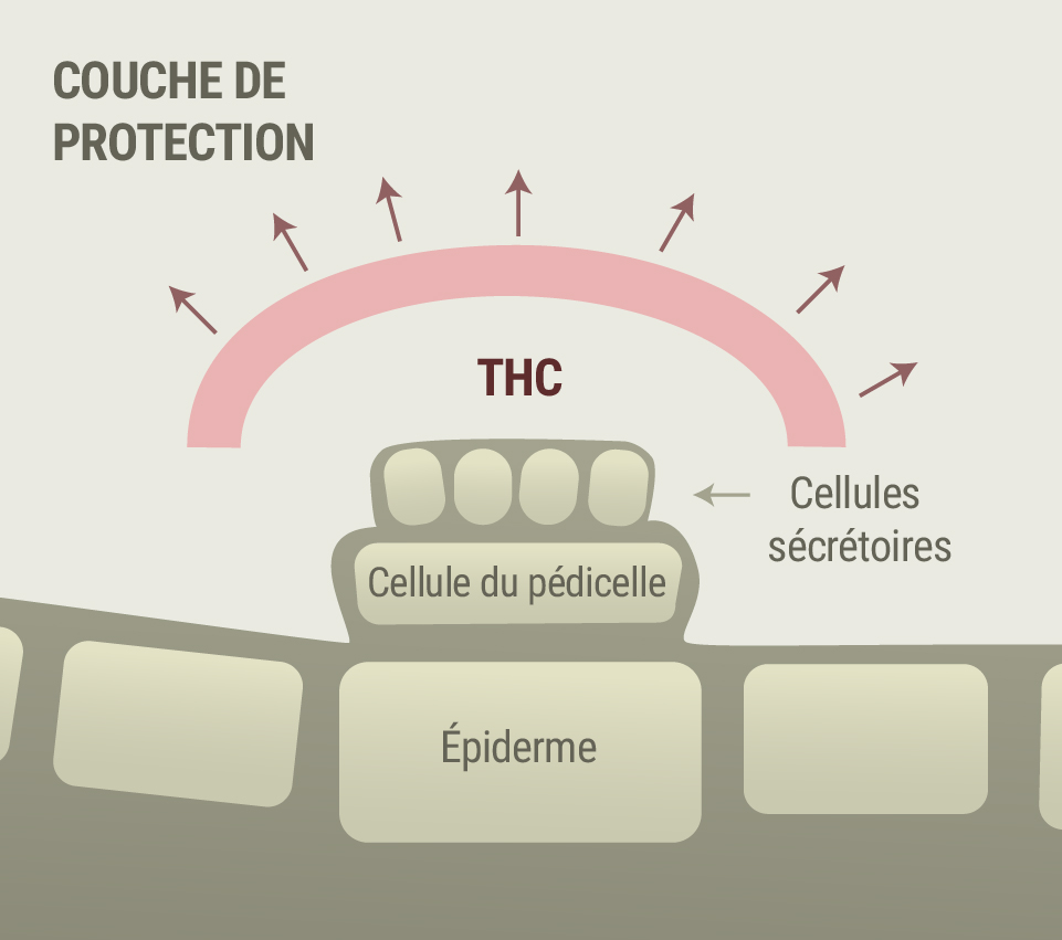 Cannabis et symptômes de la rosacée