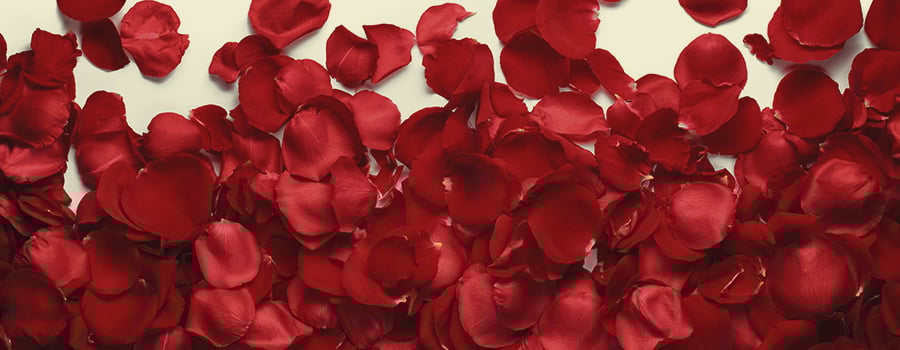 BLUNTS DE ROSE BLUNTS DE ROSE