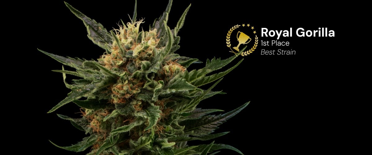 Tête de cannabis Royal Gorilla récompensée 1ère place meilleure variété avec des fleurs denses et résineuses, pistils orange sur fond noir