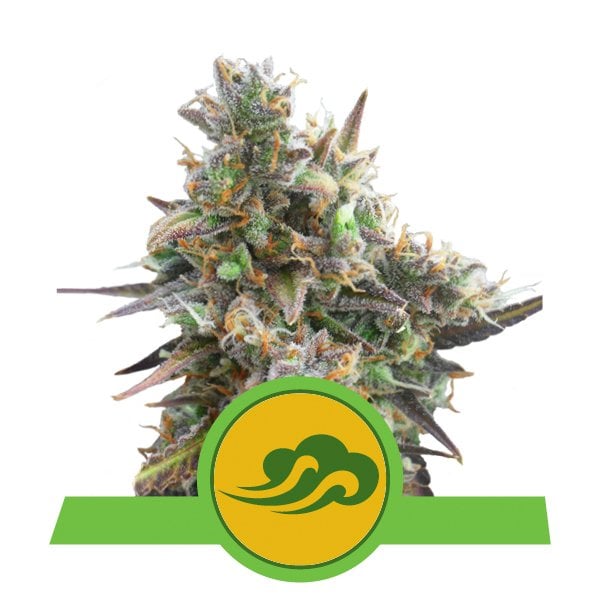 Buy Royal Bluematic Autoflowering Cannabis Buy Royal Bluematic Autoflowering Cannabis