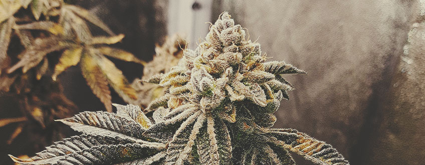 Royal Cookies by RQS Royal Cookies by RQS