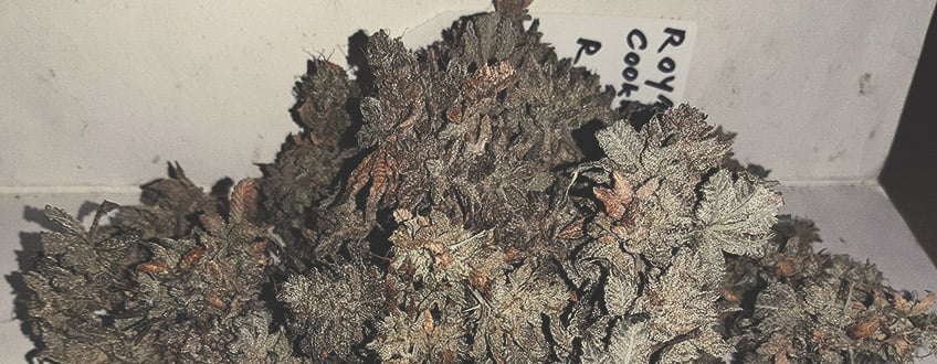 Gros plan de têtes de cannabis Royal Cook, avec des détails des trichomes brillants et une texture dense et résineuse.