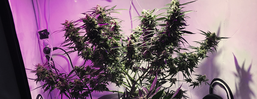 Royal Critical Auto Royal Critical Auto