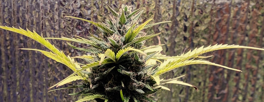 Royal Gorilla Auto Royal Gorilla Auto