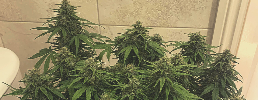 Royal Gorilla Auto Royal Gorilla Auto