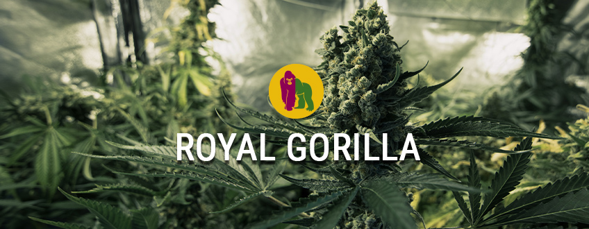 Royal Gorilla Royal Gorilla