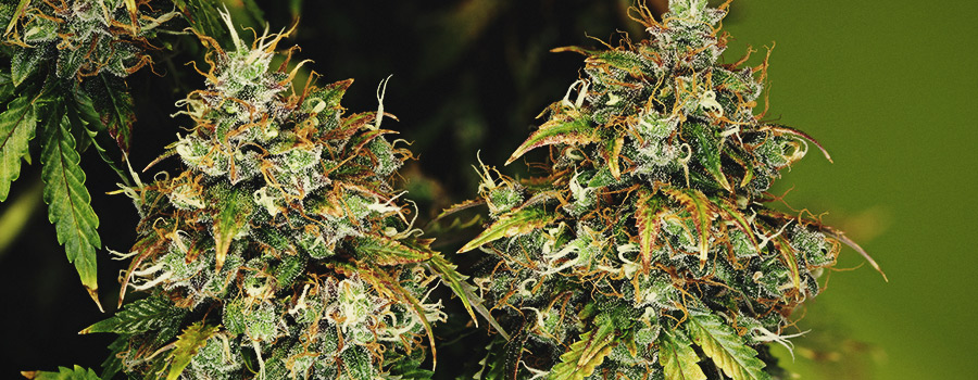 Royal Haze Automatic Royal Haze Automatic