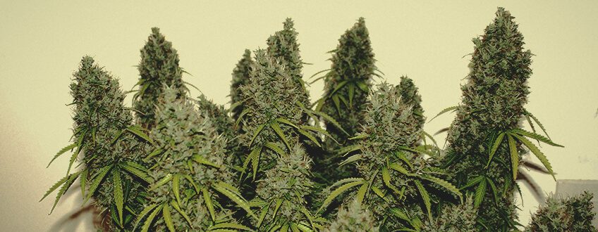 Royal Jack Auto Royal Jack Auto