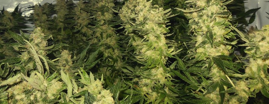 Mother Gorilla Mother Gorilla