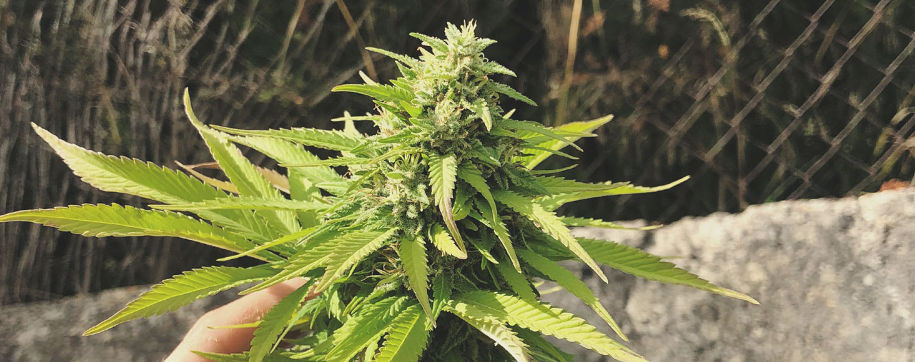 Top 10 High-Yielding Outdoor Cannabis Strains