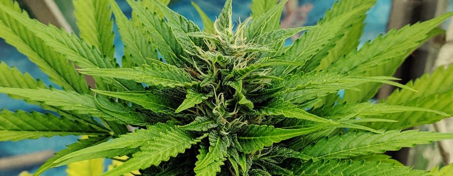 Royal Moby Cannabis 420 RQS Marijuana seeds