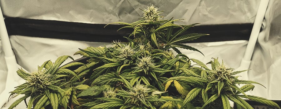 Plante de cannabis Royal Dwarf en pleine floraison, cultivée dans un petit espace avec éclairage LED.