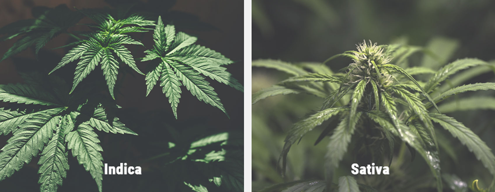 Réponse des Variétés Sativa à la Photopériode Réponse des Variétés Sativa à la Photopériode