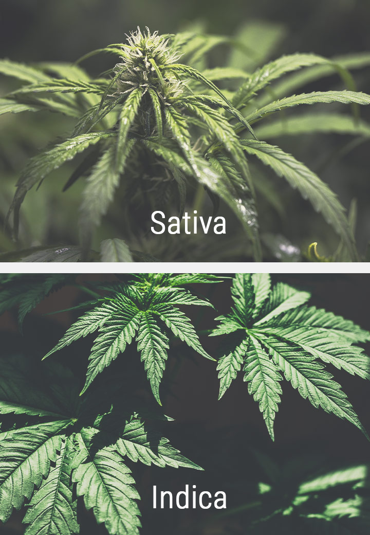 Réponse des Variétés Sativa à la Photopériode Réponse des Variétés Sativa à la Photopériode