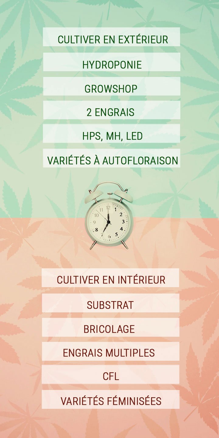 Quelques conseils pour économiser le temps des cultivateurs de cannabis Quelques conseils pour économiser le temps des cultivateurs de cannabis