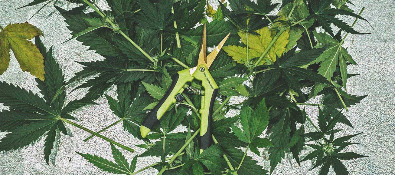 Defoliation – A High Risk Way To Increase Yield Defoliation – A High Risk Way To Increase Yield