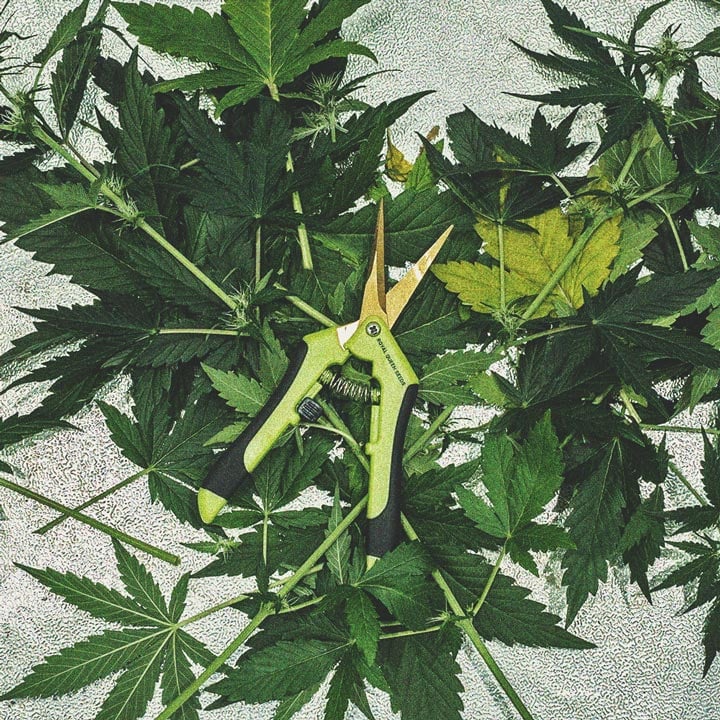 Defoliation – A High Risk Way To Increase Yield Defoliation – A High Risk Way To Increase Yield