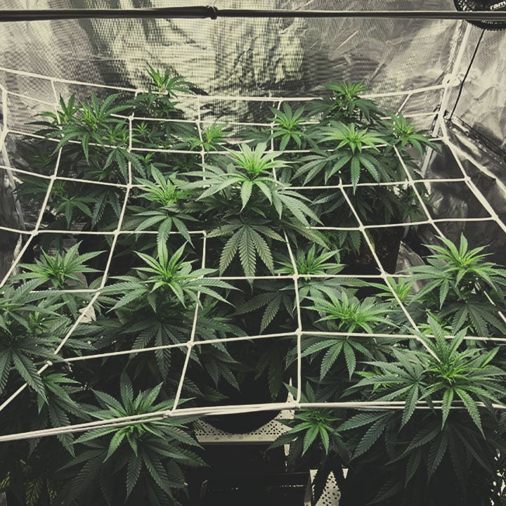 Plantes poussant de manière organisée grâce à un filet de jardinage, une technique efficace pour favoriser la croissance saine et dense des plantes.