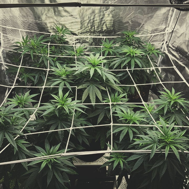 Comment Utiliser La Technique ScrOG : Considérations Principales