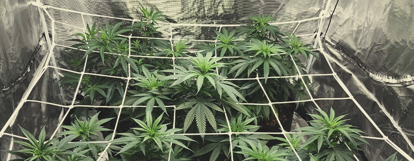 Plantes poussant de manière organisée grâce à un filet de jardinage, une technique efficace pour favoriser la croissance saine et dense des plantes.