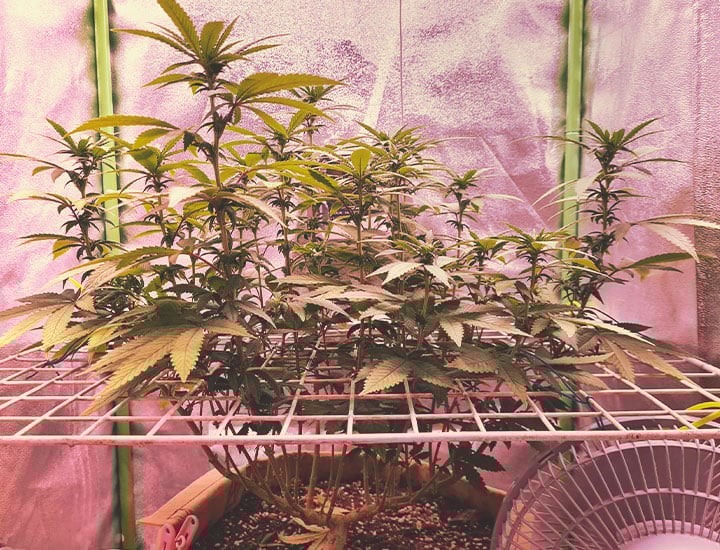 SCROG SCROG