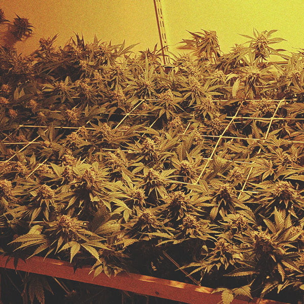 Comment Cultiver De La Super Weed Sur Un Balcon Ou Une Terrasse Comment Cultiver De La Super Weed Sur Un Balcon Ou Une Terrasse