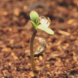 Phase De Croissance