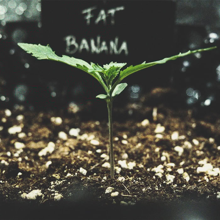 Comment Prévenir et Résoudre les Plantules Qui S'étirent Comment Prévenir et Résoudre les Plantules Qui S'étirent